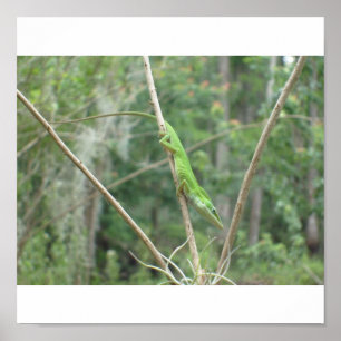 Póster Lizard verde