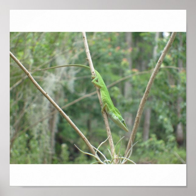 Póster Lizard verde (Frente)