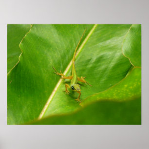 Póster Lizard verde sobre la hoja verde