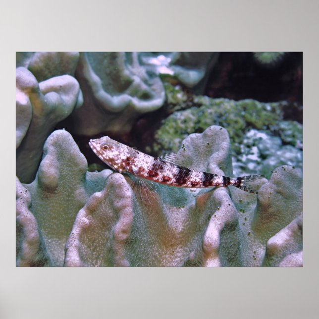 Póster Lizardfish balanceado (Frente)