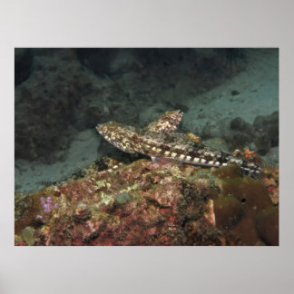 Póster Lizardfish X
