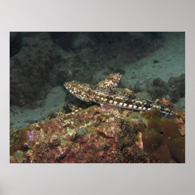 Póster Lizardfish X (Frente)