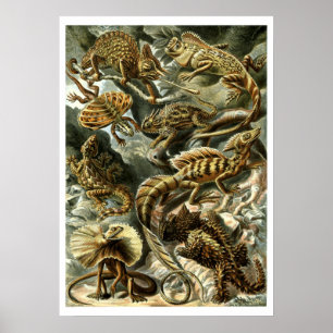 Póster Lizarras de reptil por Ernst Haeckel