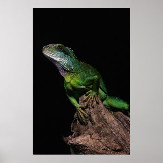 Póster Lizzard