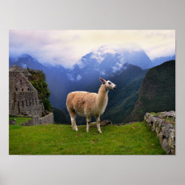 Póster Llama a Machu Picchu, Perú