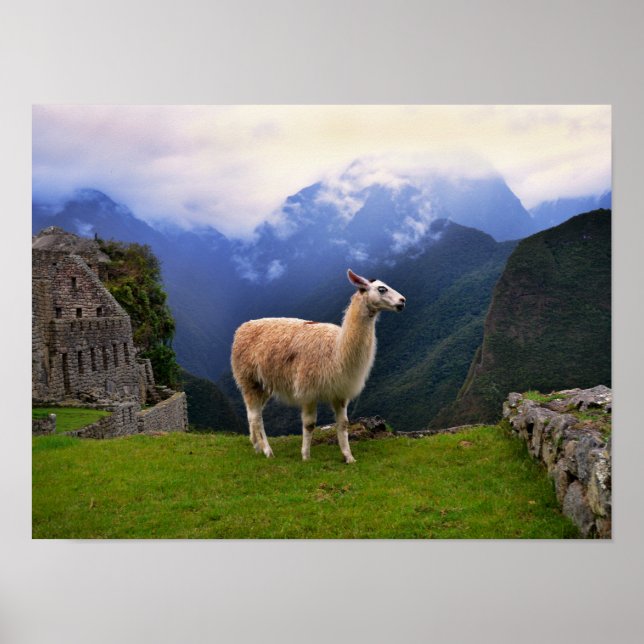 Póster Llama a Machu Picchu, Perú (Frente)