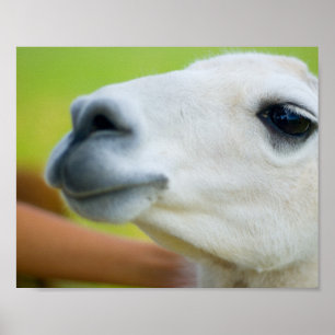 Póster Llama blanca
