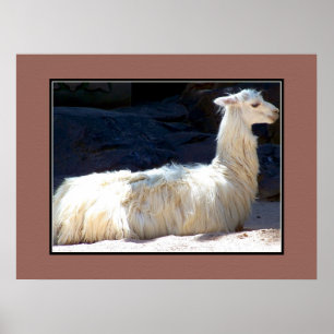 Póster Llama blanca