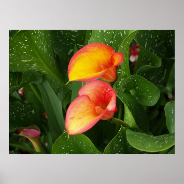 Póster Llama Calla. (Frente)