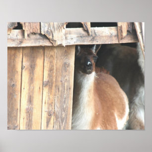 Póster Llama Cuta En Animal De Granja De Barn
