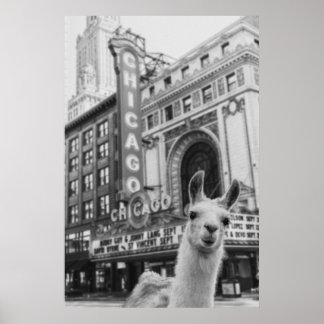 Póster Llama de Chicago
