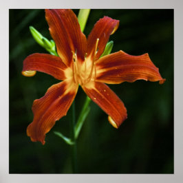 Póster Llama de jardín impresa