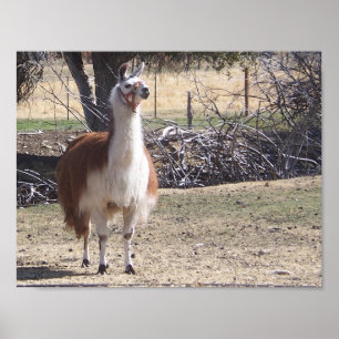 Póster Llama de septiembre primer plano