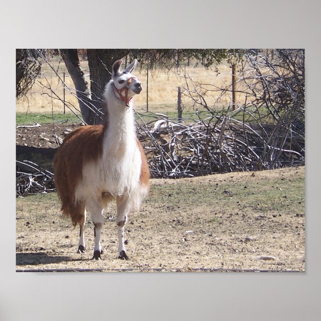 Póster Llama de septiembre primer plano (Frente)