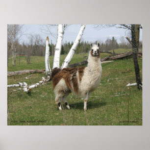 PÓSTER LLAMA DIARIA