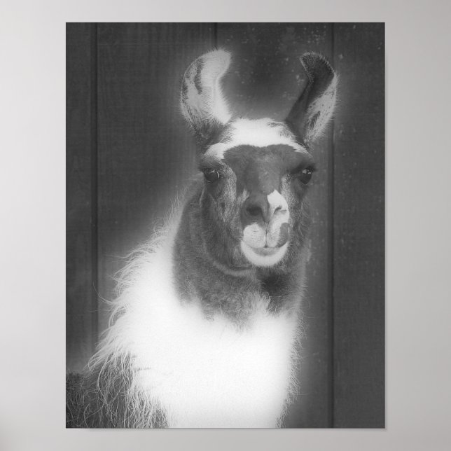 Póster Llama En Animal Blanco Y Negro (Frente)