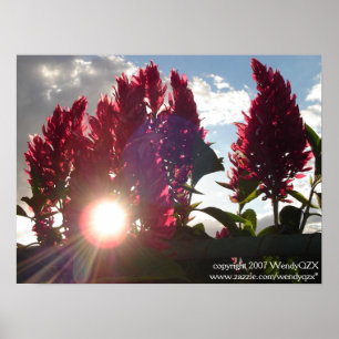 Póster Llama Flowers* de la puesta del sol