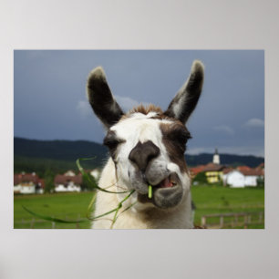 Póster Llama más fría
