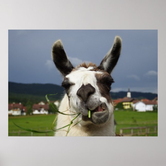 Póster Llama más fría (Frente)