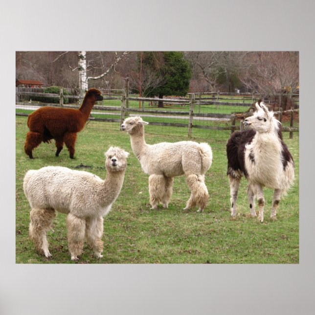 Póster Llama Melange ~ print (Frente)