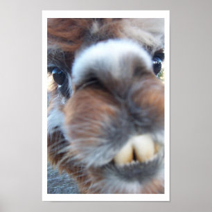 Póster Llama Nerdy
