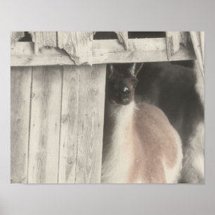 Póster Llama Peeking Desde Color Parcial De Barn