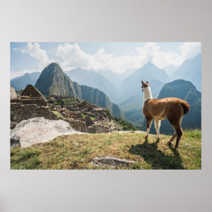Póster Llama por encima de las ruinas   Machu Picchu, Per