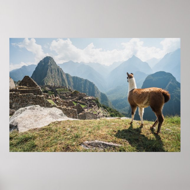 Póster Llama por encima de las ruinas | Machu Picchu, Per (Frente)