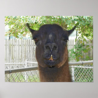 Póster Llama posando para la cámara
