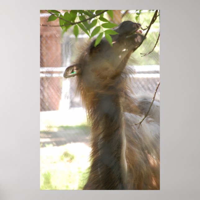 Póster Llamas (Frente)