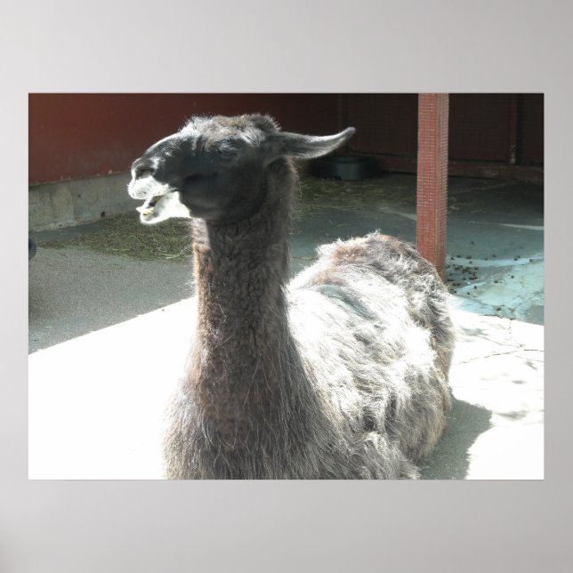 Póster Llamas (Frente)