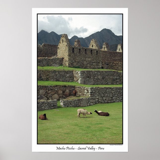 Póster Llamas a Machu Picchu Perú (Frente)