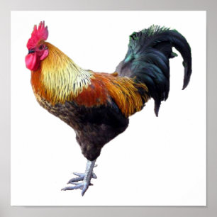 Póster Llano del gallo