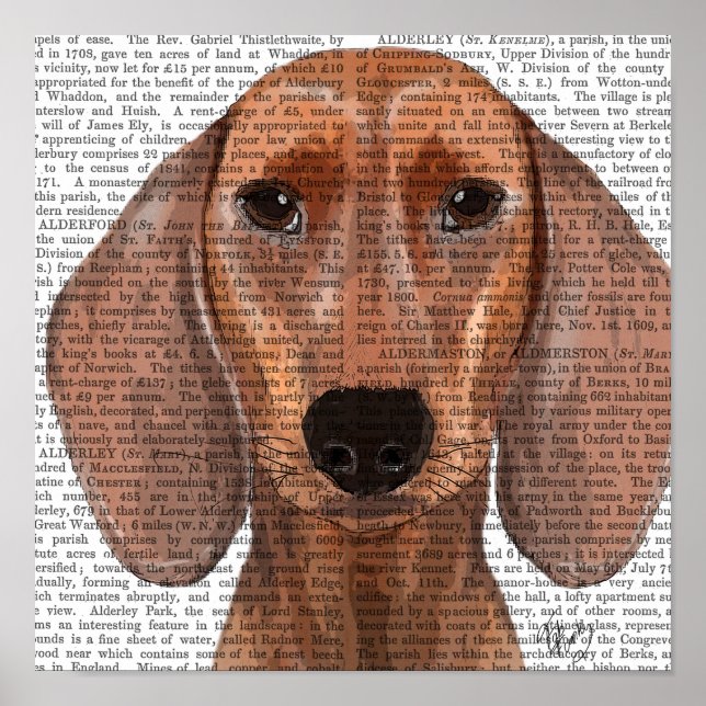 Póster Llanura de Ilustracion de Dachshund (Frente)