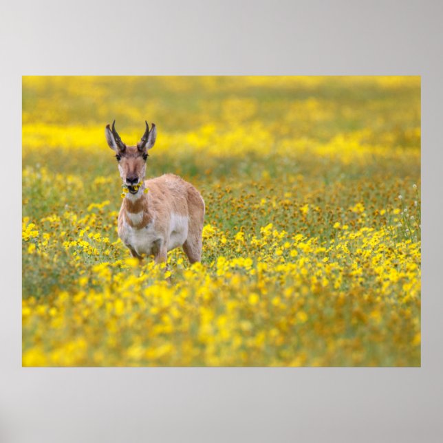 Póster llanuras de carrozo pasadas (Frente)