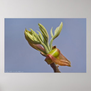 Póster "Llegar" a la primavera deja a un Poster en desban