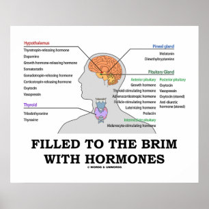 Póster Llenado Al Brim Con Hormones Humor Endocrino