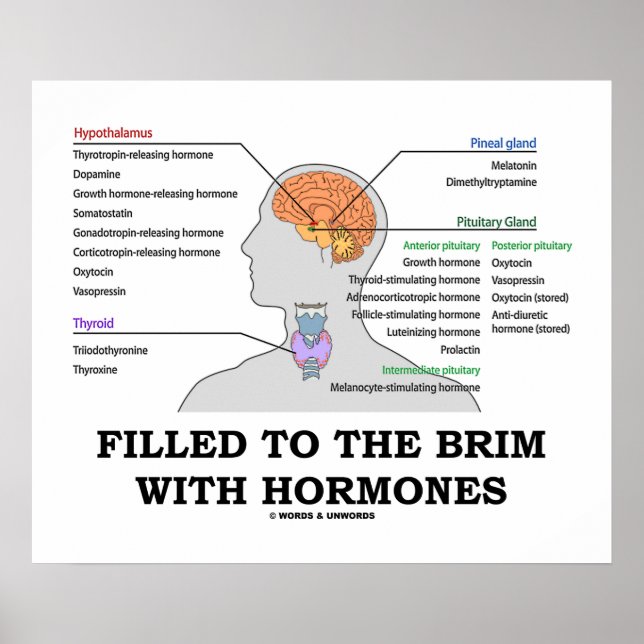 Póster Llenado Al Brim Con Hormones Humor Endocrino (Frente)