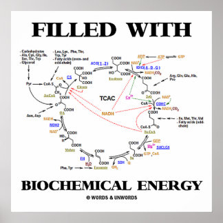 Póster Lleno De Energía Bioquímica (Ciclo Krebs)
