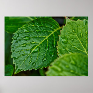 Póster Lluvia de gota de agua de lluvia hojas húmedas