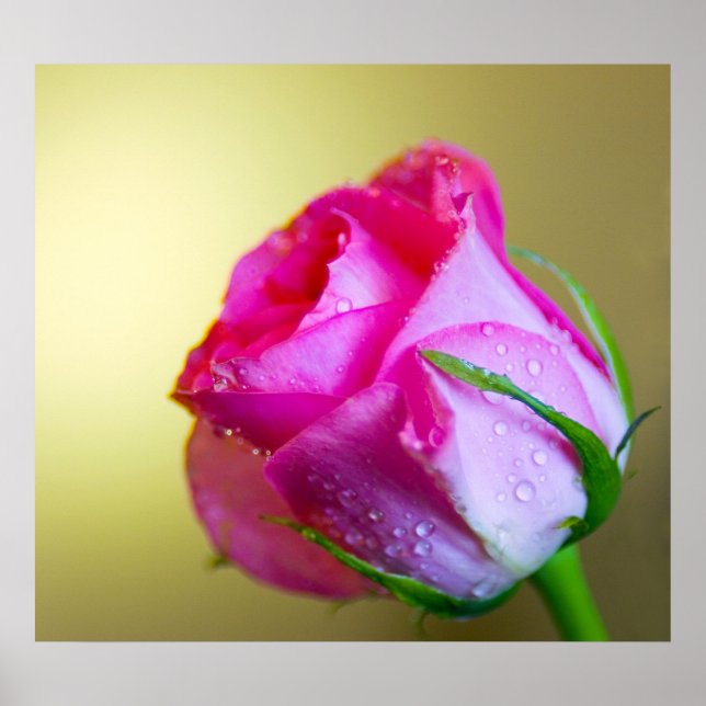 Póster Lluvia deja besos naturales en rosa rosa rosa (Frente)