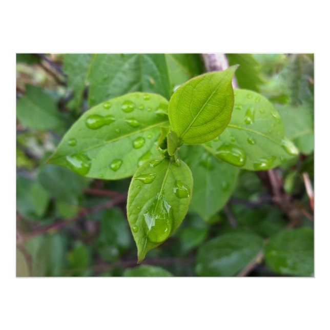 Póster Lluvia sobre hojas (Anverso)