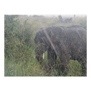 Póster Lluvias caídas en África