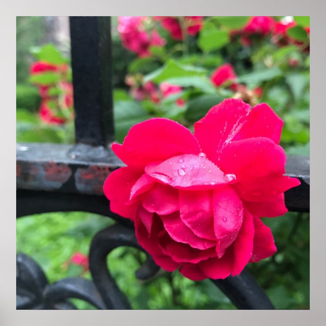 Póster Lluvias de lluvia Rosas de flores de rosa rosadas  (Frente)