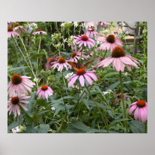 Póster Lo Mejor de la Naturaleza, Mariposa y Margaritas R