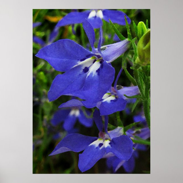 Póster Lobelia azul (Frente)