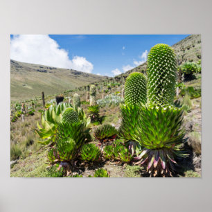 Póster Lobelia gigante (Lobelia Deckenii) En El Monte Ken