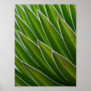Póster Lobelia gigante (Lobelia telekii)   Kenia, África