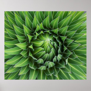 Póster Lobelia gigante  Parque Nacional Monte Kenia, Keni