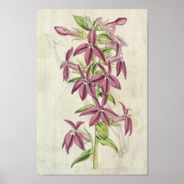 Póster Lobelia Vieja Botánica Morada (Frente)